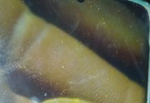 राजगढ़ पैलेस की मिट्टी में मिले सोने के सिक्के- सोने की चाह में लगा गांव वालों का जमावड़ा..