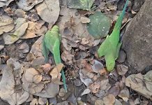 Food Poisioning: बड़वाह में 250 से अधिक तोते मरे