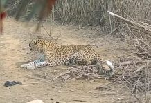 10 साल के आदिवासी बालक का तेंदुए ने किया शिकार, उठाकर पेड़ पर ले गया, क्षत विक्षत अवस्था में मिला बच्चे का शव..