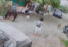 डॉग बाइट से दहशत में आई बच्ची, खरगोन में कक्षा चौथी की छात्रा को दादा-दादी के पास भेजना पड़ा