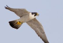 उदंती-सीतानदी में दिखा दुनिया का सबसे तेज़ उड़ने वाला पक्षी पेरेग्रीन फाल्कन