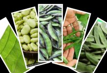 Protein: प्रोटीन का खजाना, फ्री में है पाना तो, सेम की एक बेल लगा लो