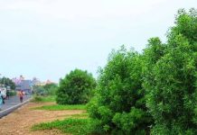 सुबबूल, नीलगिरी सहित 5 वृक्षों के परिवहन के लिए अब TP जरुरी नहीं