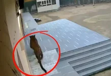 Leopard Entered the School: बच्चों की चल रही थी परीक्षा ,स्कूल में घुसा तेंदुआ ,देखिये वीडियो Leopard Entered the School