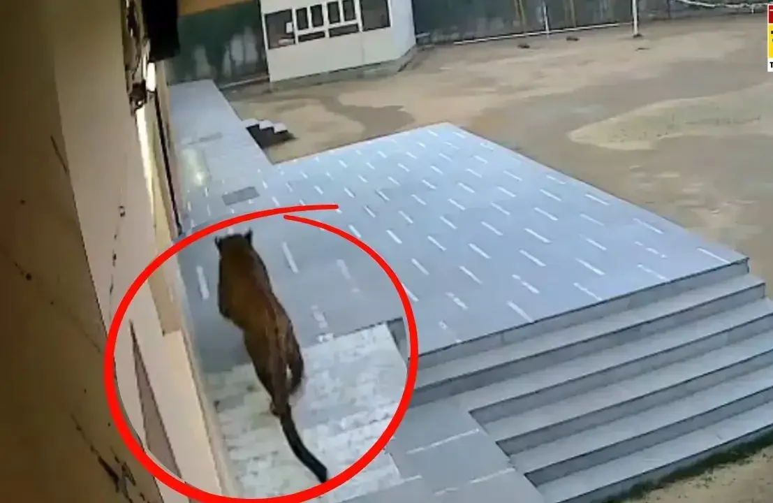 Leopard Entered the School Leopard Entered the School