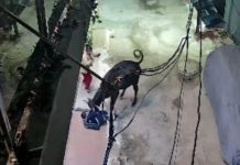 bull Attack: रोंगटे खड़े करने वाला VIDEO! सांड ने मासूम को सींग से उठाकर पटका, सिर और चेहरे पर लगे 25 टांके bull Attack