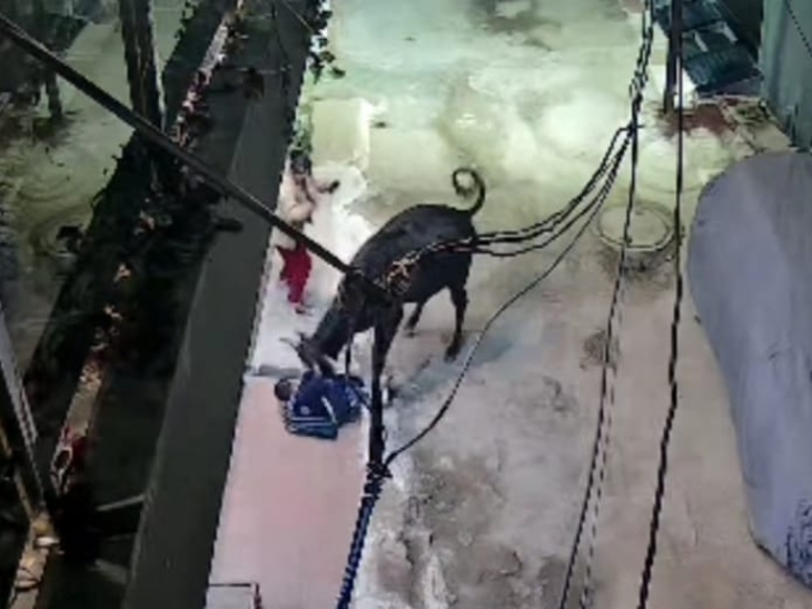 bull Attack bull Attack