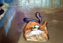 ‘Nagraj’ has been Sitting at Home for 24 Hours: दावा किया जा रहा है कि कोबरा नाग महिला से बातें भी कर रहे है और महिला के आदेश मान रहे हैं !