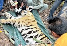 Tiger found dead in Jaisinghnagar, Shahdol: पोस्टमार्टम में सभी अंग सुरक्षित, जांच जारी