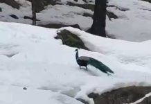 6000 फीट की बर्फ में मोर:पहाड़ों के लिए खतरे की घंटी