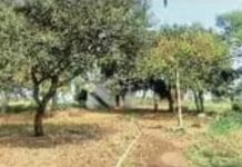 Trees will be Felled for the Four-Lane Highway : 80 किमी की फोरलेन, 100 किमी रोड निर्माण के लिए बली चढ़ेगी साढ़े पांच हजार पेड़ों की!