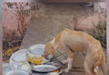 मिड-डे मील की जूठी थालियां चाटते मिले कुत्ते : मामले में प्राचार्य सहित 3 शिक्षकों पर गिरी गाज