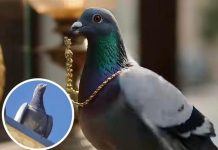 नागौर के डेगाना सर्राफा बाजार में अनोखी घटना: कबूतर ने उड़ाई लगभग 1 लाख रुपये की सोने की चेन