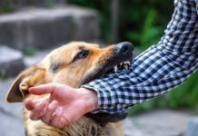 Dog’s Attack: बाइक सवार युवक अनियंत्रित होकर गिरा, चेहरे और शरीर में गंभीर चोटें, अस्पताल में भर्ती