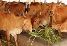 मध्य प्रदेश में डॉक्टर भीमराव अंबेडकर कामधेनु योजना: पशुपालकों के लिए बनी वरदान