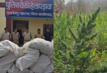 शैडो एरिया में अवैध गांजे की सबसे बड़ी खेती का भंडाफोड़, डेढ़ करोड़ से अधिक का माल जब्त, 2 आरोपी हिरासत में