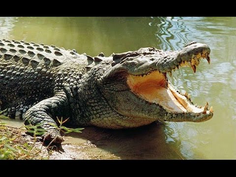 hqdefault मगरमच्छ