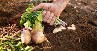 images 2 1 images 2 1