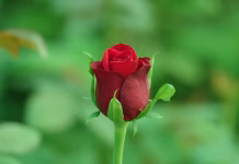 Valentine’s Day: एक कहानी रोज की Valentine's Day