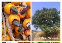 Bhilwa/ Bhilma : जंगल डिक्शनरी में “ख़तरों का खिलाड़ी”स्वादिष्ट फल-लेकिन पहले सावधान करने वाली चेतावनी !