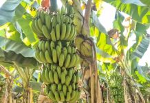 ईरान-इजरायल युद्ध का असर: बड़वानी के केला किसानों पर संकट, निर्यात ठप होने से गिर गए दाम