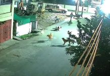 खरगोन में आवारा कुत्तों का आतंक: बुजुर्ग महिला पर झुंड ने किया हमला, सीसीटीवी में कैद घटना