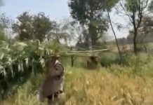 किसान ने खेत में लगाए करीब 500 हरे गांजे के पौधे, पुलिस ने किया गिरफ्तार