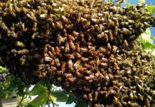 मधुमक्खियों के हमले से मची भगदड़, महिला की मौत, पति गंभीर घायल