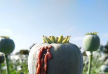 मंदसौर जिले में 28 मार्च से शुरू होगा अफीम का तोल; नारकोटिक्स विभाग ने जारी किया शेड्यूल