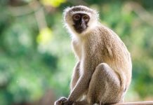 बंदर के हमले से गंभीर घायल नायब तहसीलदार बदनावर से रतलाम रेफर, SDO सहित 4 अन्य भी घायल