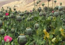 अधिकारी जिसे मक्का की फसल बताकर रिपोर्ट करते रहे, वहां लहलहा रही थी अफीम की फसल, कृषि विस्तार अधिकारी सस्पेंड