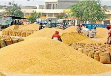 इंदौर, उज्जैन, भोपाल और नर्मदापुरम संभाग में 1 अप्रैल तथा शेष संभागों में 7 अप्रैल से होगी गेहूँ खरीदी, 19 लाख किसानों ने कराया पंजीयन