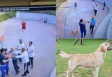 Fighting over Dog Walking: सोसायटी में कुत्ता घुमाने को लेकर लड़ाई, कैमरे में कैद हुई दे दनादन मारपीट !