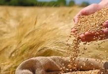 इस बार समर्थन मूल्य पर 78 लाख मीट्रिक टन गेहूं खरीदी का लक्ष्य, एक अप्रैल से 4 संभागों में शुरु होगी खरीदी