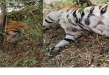 MP में 2 महीने में 11 बाघों ने दम तोड़ा,अधिकांश मौत बिजली करंट लगने से