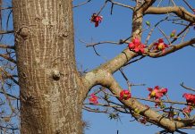 कविता : गाँव में सेमर का फूल खिलना