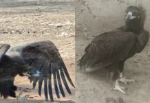Bhopal Vulture Reaches Pakistan: गिद्ध ने 6 दिनों में तय की 1200 KM की यात्रा,भोपाल से उड़ा…पाकिस्तान में की लैंडिंग!