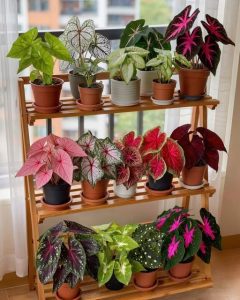 678418564 1739490024089439 511972627361991811 n