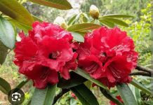 बुरांश में आग भी है और यौवन का फाग भी..!!