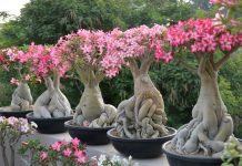 कलाकार एवं साधक – श्री जयकृष्ण अग्रवाल, लखनऊ