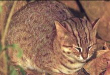 “वीरांगना दुर्गावती टाइगर रिजर्व का नन्हा गौरव: रस्टी-स्पॉटेड कैट और इसके संरक्षण की वैश्विक कार्ययोजना”