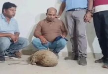 Pangolin Smuggling: रायपुर में करोड़ों की कीमत के जिंदा पैंगोलिन के साथ 2 तस्कर गिरफ्तार,एक MP का