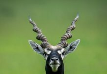 छत्तीसगढ़ का बरनवापारा अभयारण्य बना विलुप्ति के कगार पर पहुंचे काले हिरणों के पुनर्जीवन का मजबूत उदाहरण