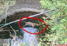 MP News: कुएं में बाघ का शव मिला, विद्युत करंट से शिकार की पुष्टि