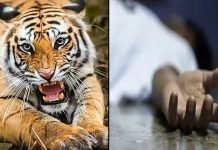 Gruesome: पेंच नेशनल पार्क में महुआ बीनने गए महेंद्र की बाघ के हमले से मौत, शरीर का कुछ हिस्सा भी खा गया बाघ!