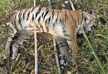 बुरहानपुर में टाइगर शावक की संदिग्ध मौत
