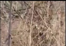 A Peculiar Incident- Video: ग्रामीण दूर खड़ा देखता रहा, महुआ का थैला उठाकर जंगल में चला गया बाघ