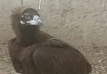 गिद्ध संरक्षण में बड़ी सफलताः अंतरराष्ट्रीय समन्वय से गिद्ध को मिली नई उड़ान