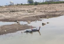 3 Bodies Found in Ratlam, Sparks Panic : रतलाम में तीन शव मिलने से सनसनी, अलग-अलग स्थानों पर मिली लाशें, हत्या की आशंका!