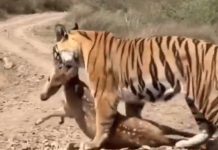 पन्ना टाइगर रिजर्व: बाघ द्वारा हिरण के शिकार का वीडियो आया सामने